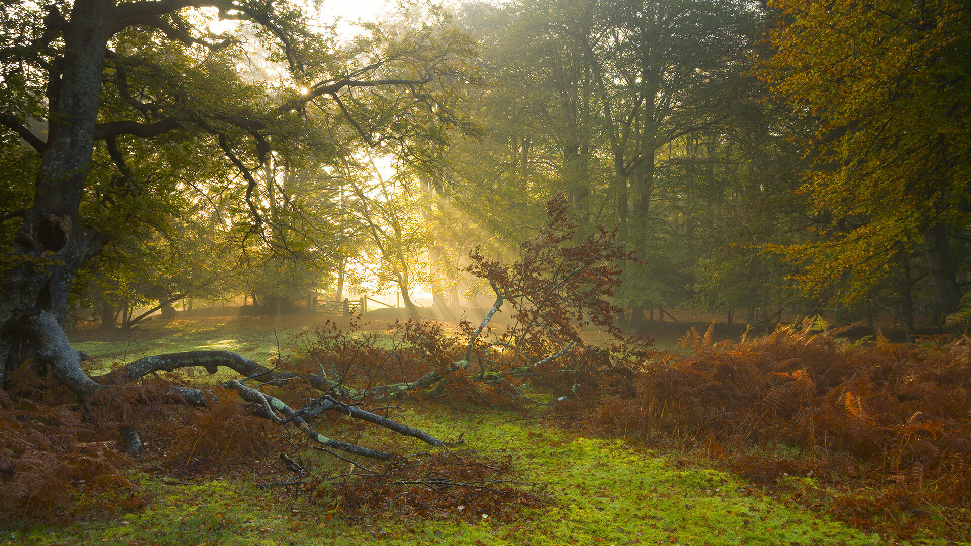 开云体育保障-伯明翰市锋线火力增强，蓝军力求保级成功，伯明翰bwg