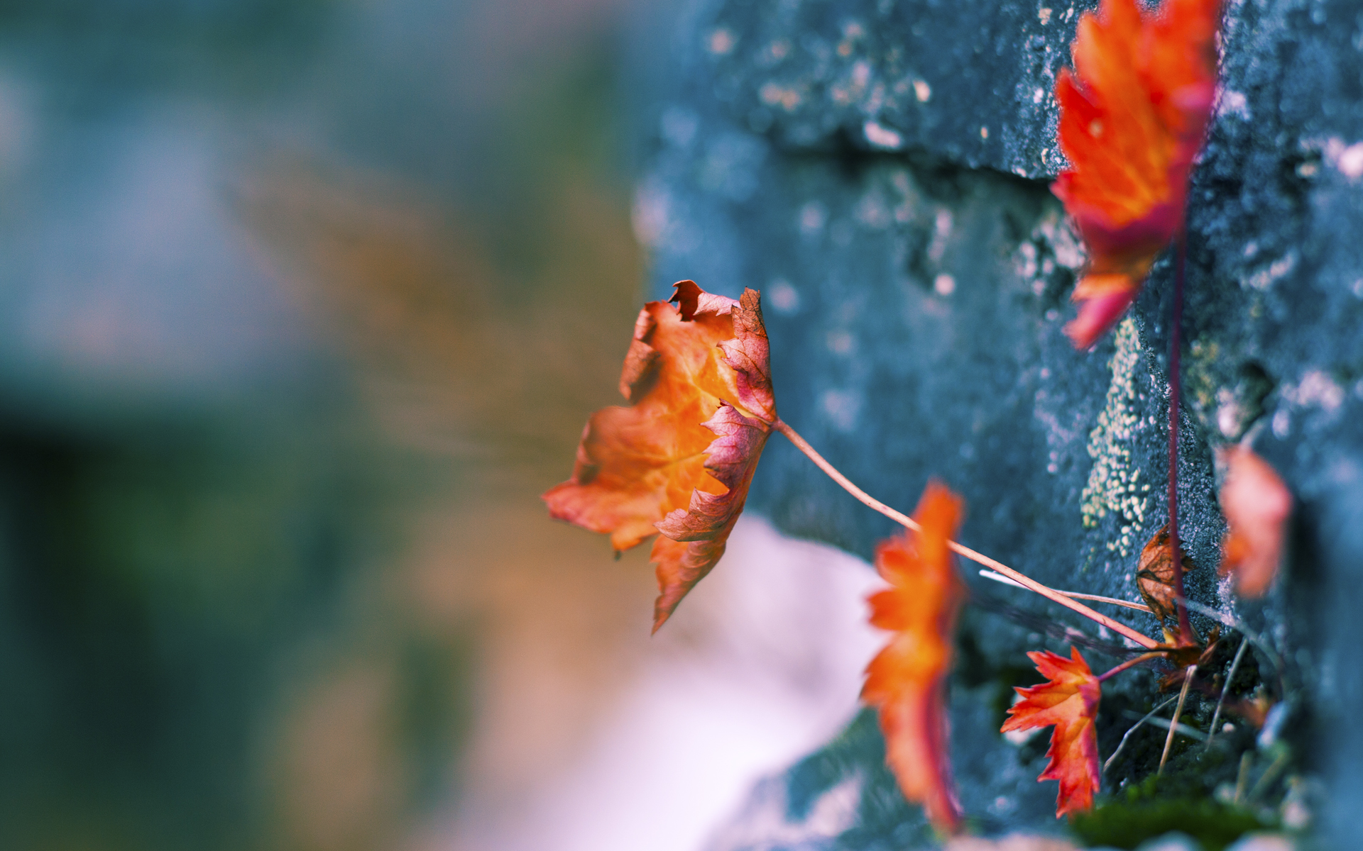 凯尔特人攻防平衡赢下强强对话，凯尔特人对战