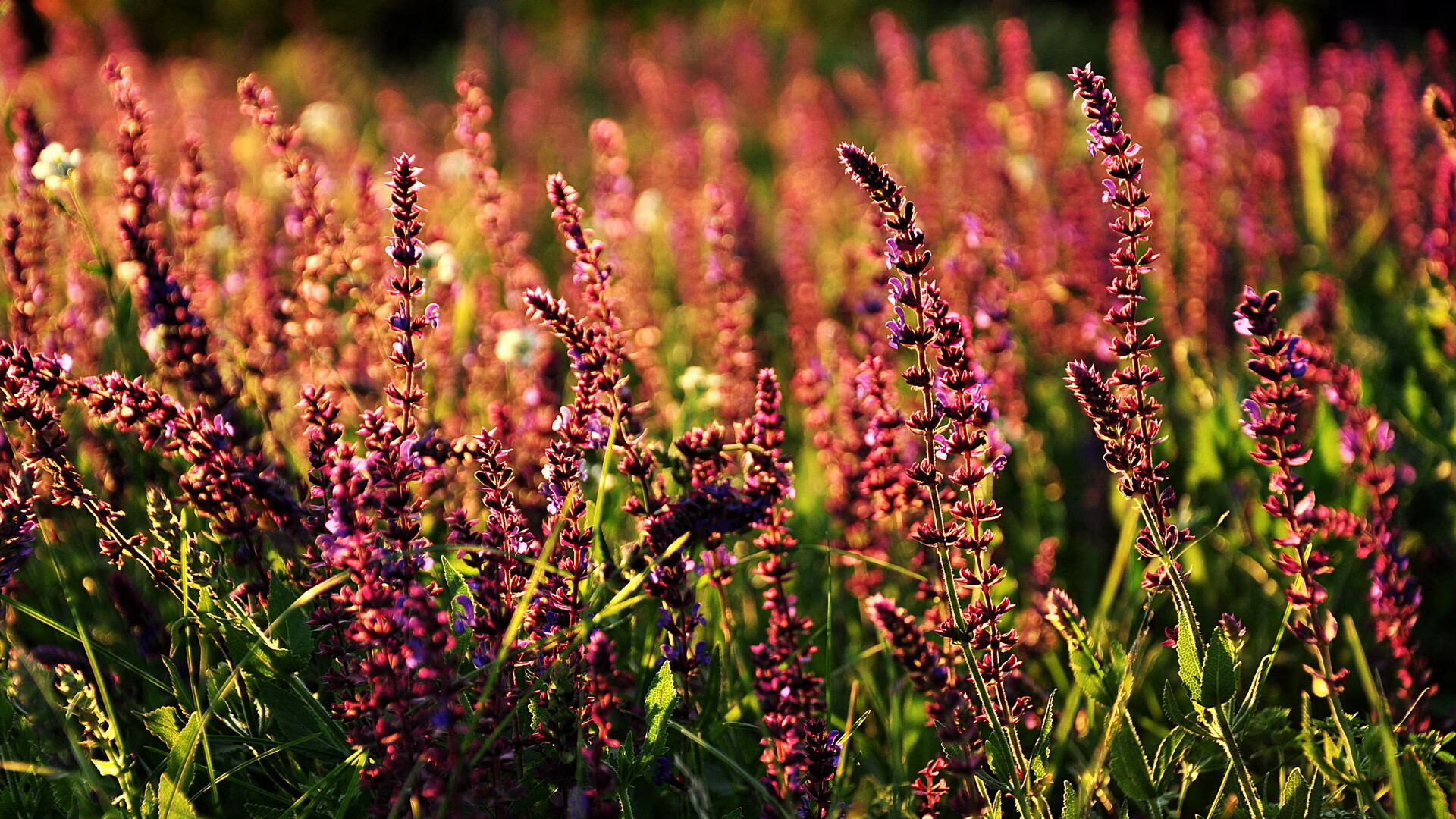 基利安·海耶斯在NBA常规赛中表现出色,基利安海斯 虎扑