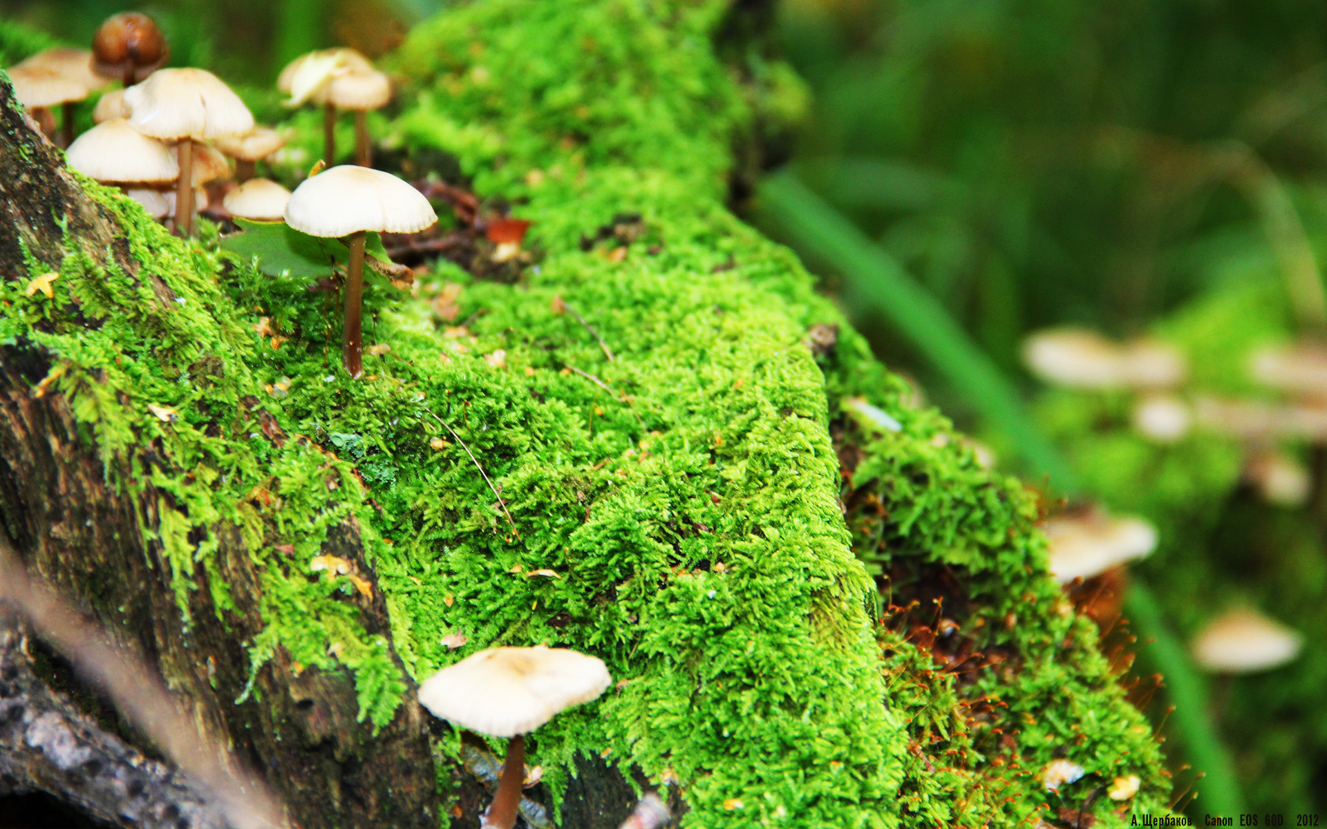 塔图姆称目标是带队打进总决赛,塔图姆技巧赛夺冠视频