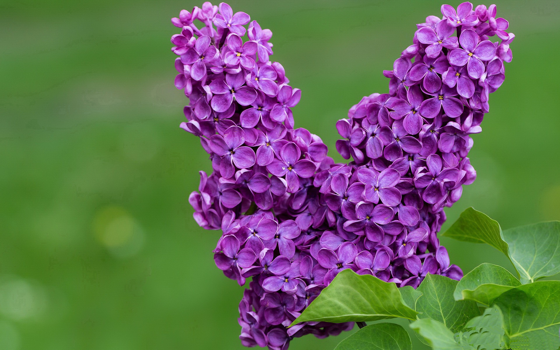 澳大利亚橄榄球的全球化战略铺开,赛事影响力扩展,澳大利亚全国橄榄球联赛